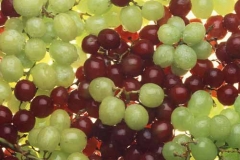 grapes-1488347